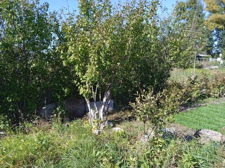 Садовый участок 4,5 сотки Актобе