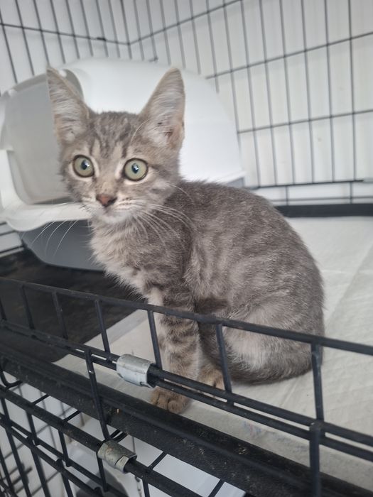 Котенок 2 месяца ..