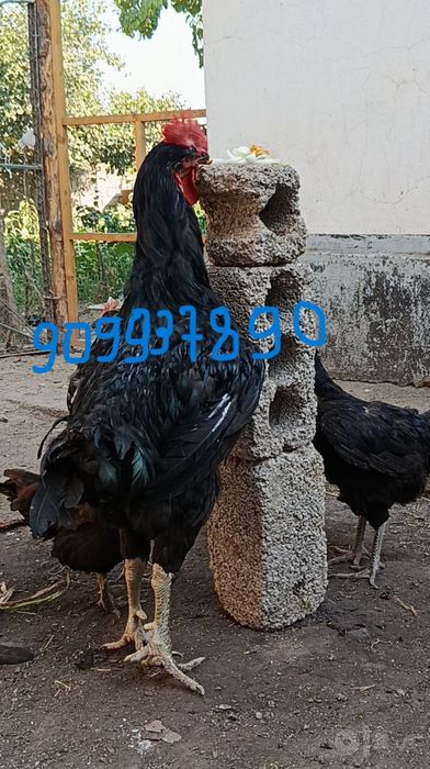 Қора шахзода товуқ ва хўроз
