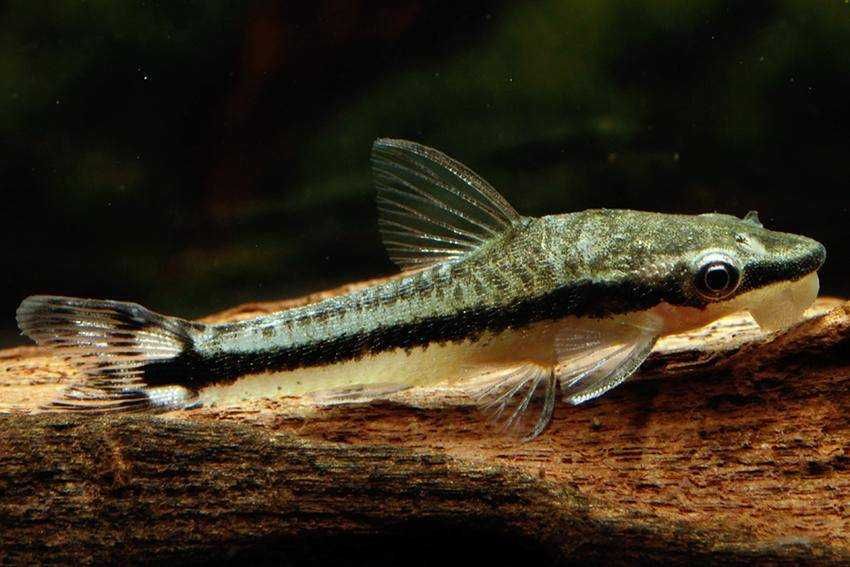 Отоцинклюс в Аква Зоо салоне " Посейдон"!!!