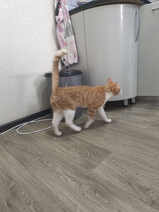 Рыжий котик. 1 год
