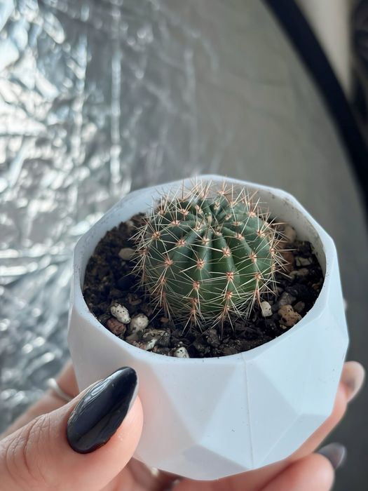 Кактусы детки в кашпо