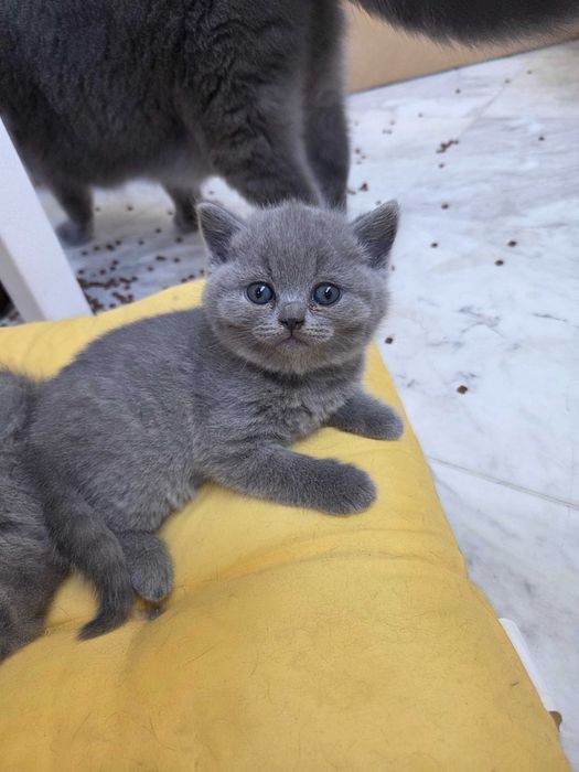 Продавам британски котета