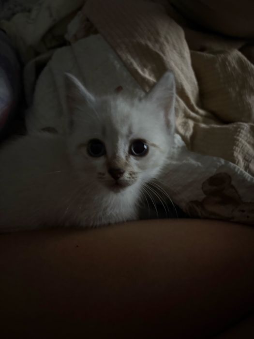 Отдам котенка девочку в добрые руки