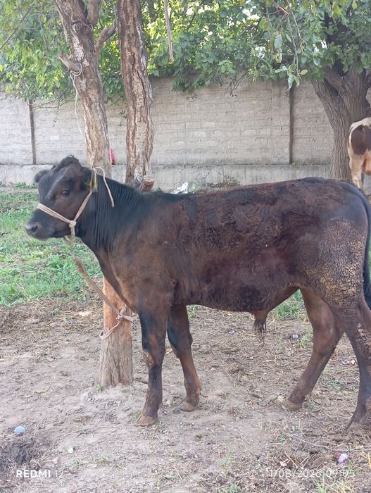 Buqacha sotiladi