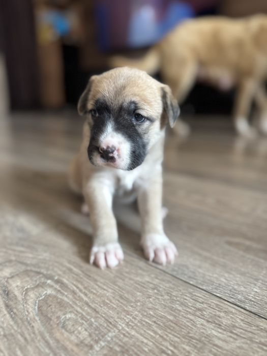 Щенки / щенок / собачки