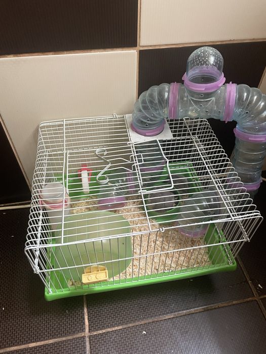 Hamsteri pitici cu cusca