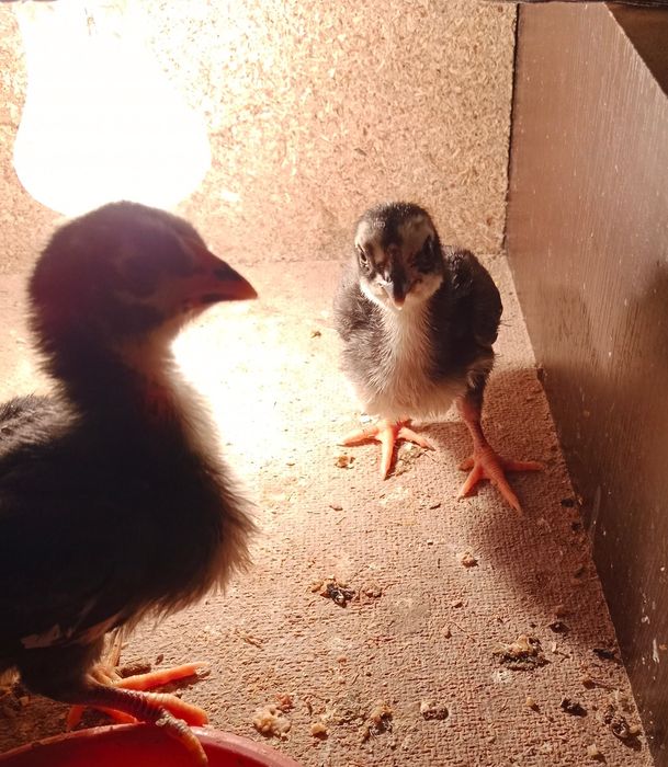 Ко шамо жужалари сотилади...