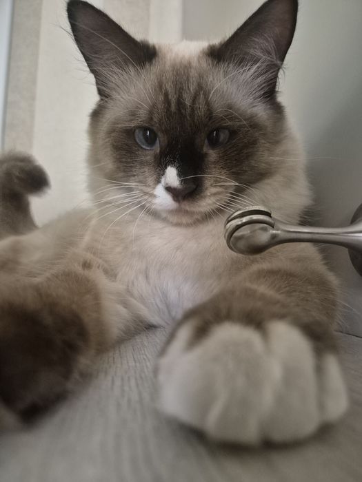 Отдам кота в хорошие руки