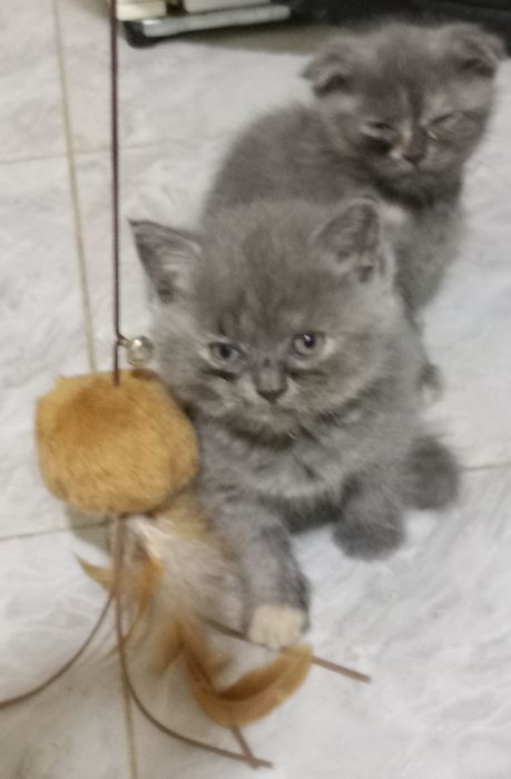 Продается котенок девочка