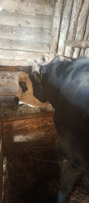 Продается молодняк