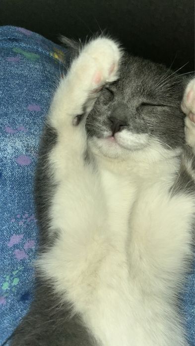 Отдам даром кошку