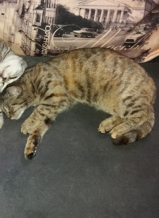 Пропала кошка 6 июня