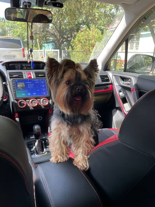 Пропала собака, йоркширский терьер