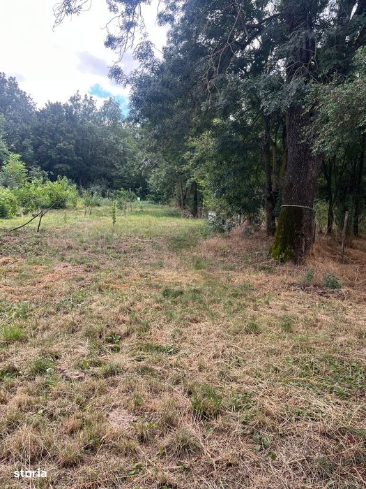 Teren 6032 mp Intravilan, curent, apă, livadă
