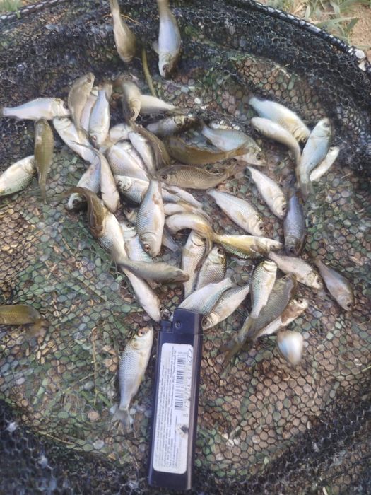 Продам малька Карп, Сазан