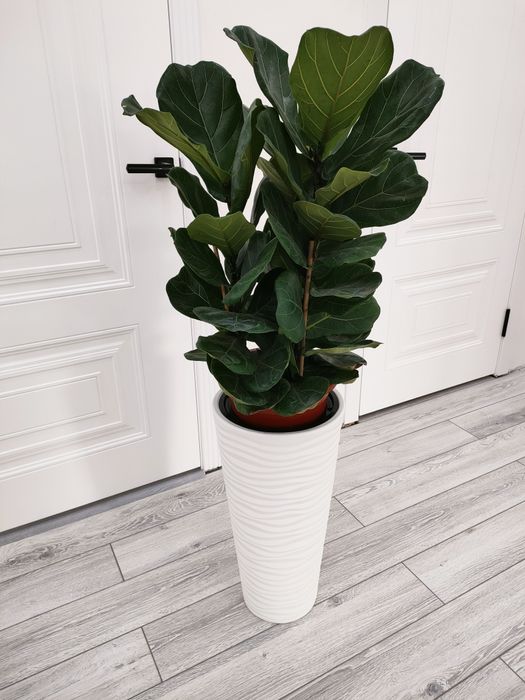 Комнатные цветы доставка