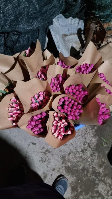 Тюльпаны оптом, разных размеров и расцветок