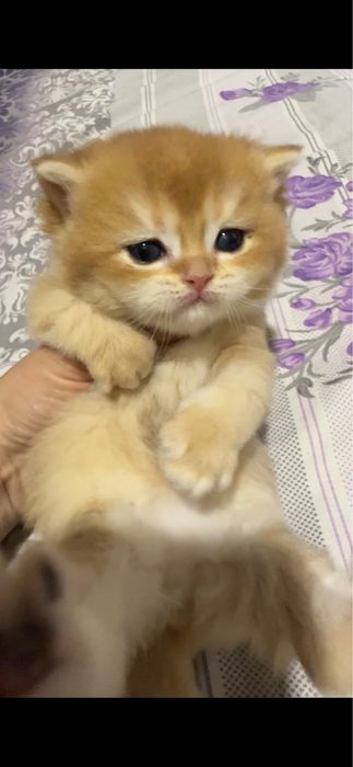 Продается супер британец