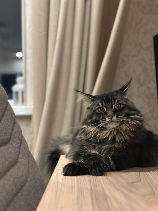 Котята мейн куна