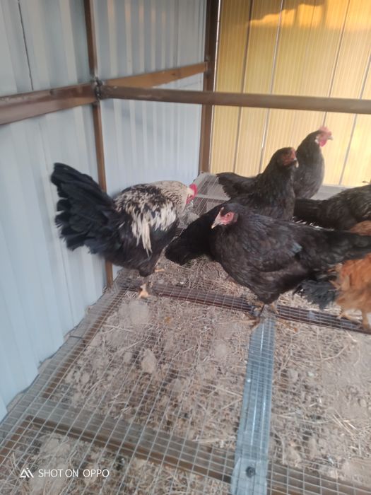 Тауық сатылады үйдың