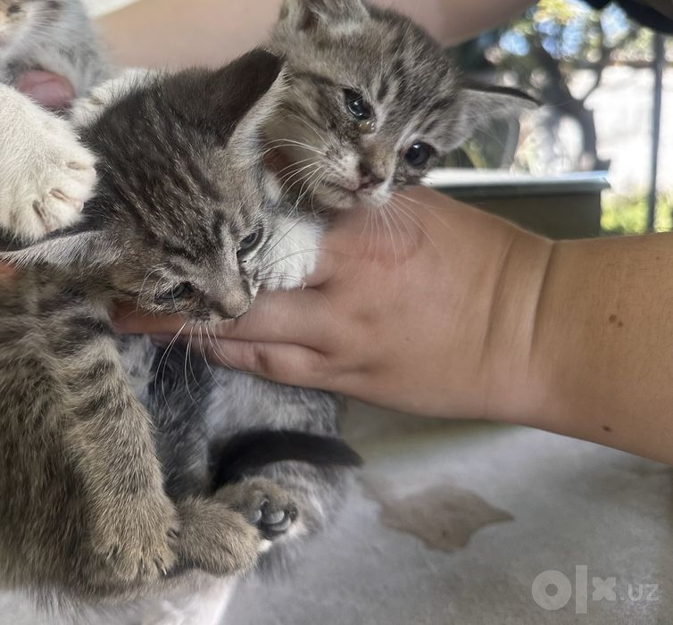 Котята 2,3 месяца