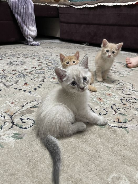 Сиамский котенок