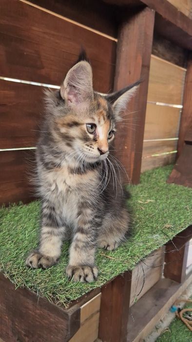 Pui pisica  Maine Coon
