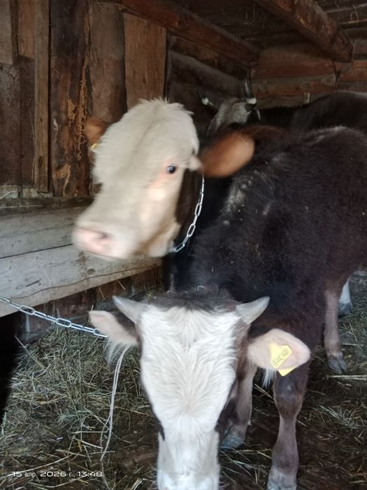 Продам бычков годовалые цена указана за одного