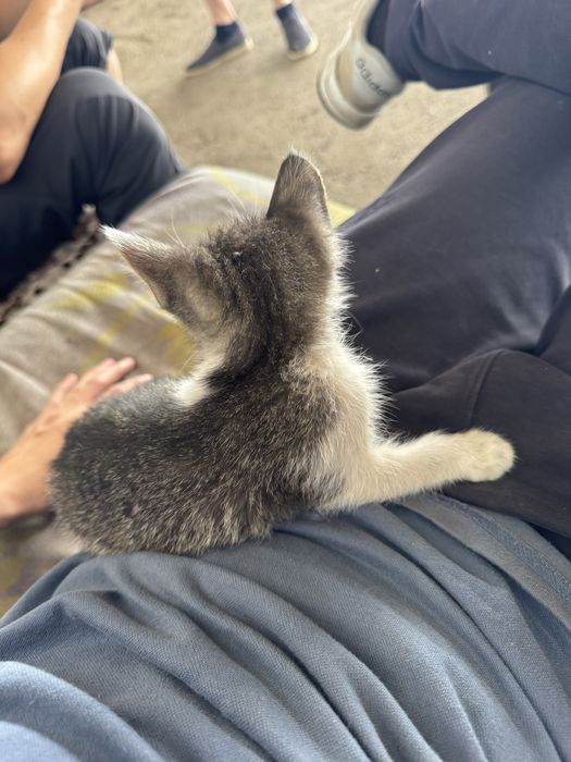 котёнка в добрые руки