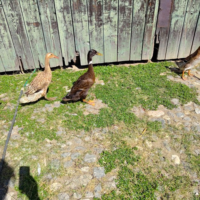 Schimb rățoi Indian Alergător cu puicuțe sau găina Araucana