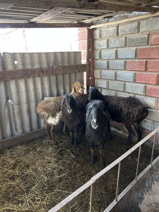 Элитные бараны Арашан на продажу