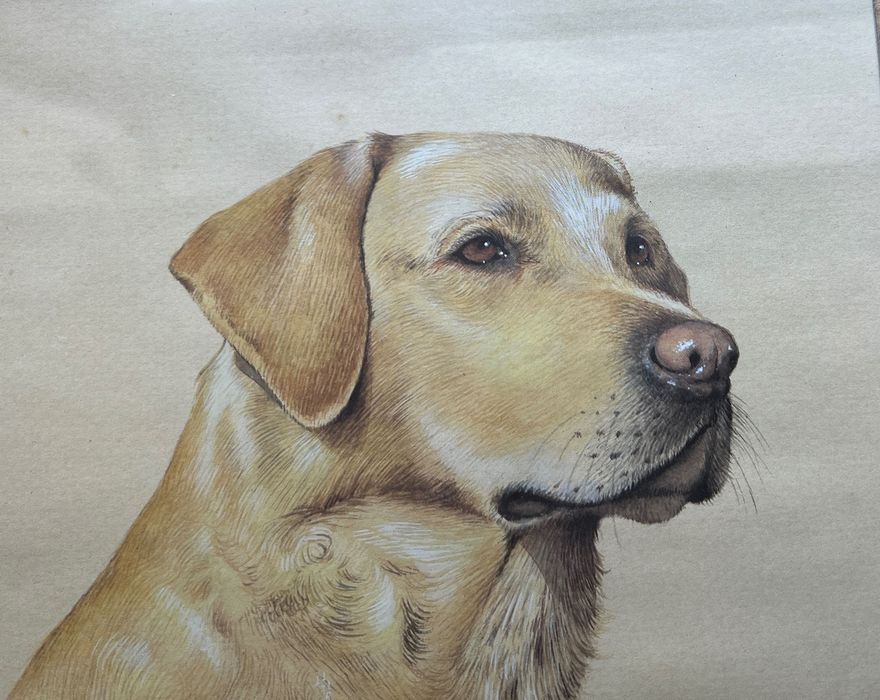 Labrador retriever tablou semnat John Frans,