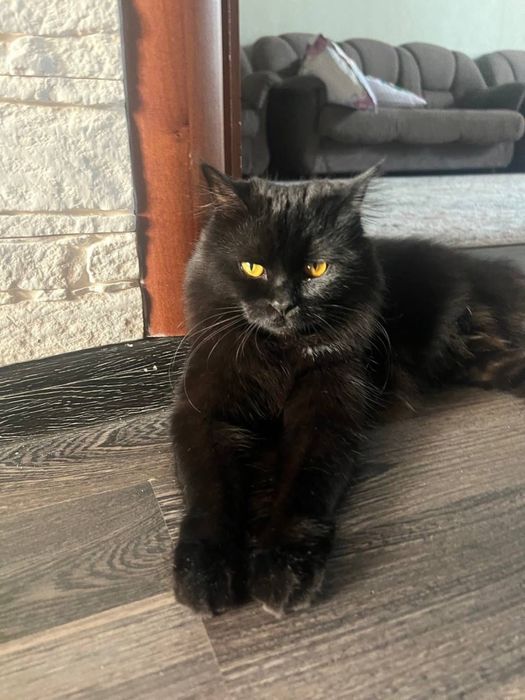 отдаю кота в добрые руки