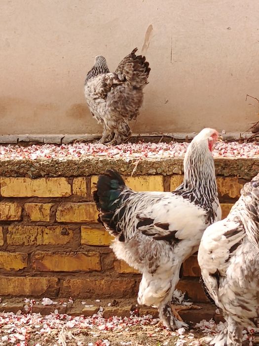 Хуразла сатилади