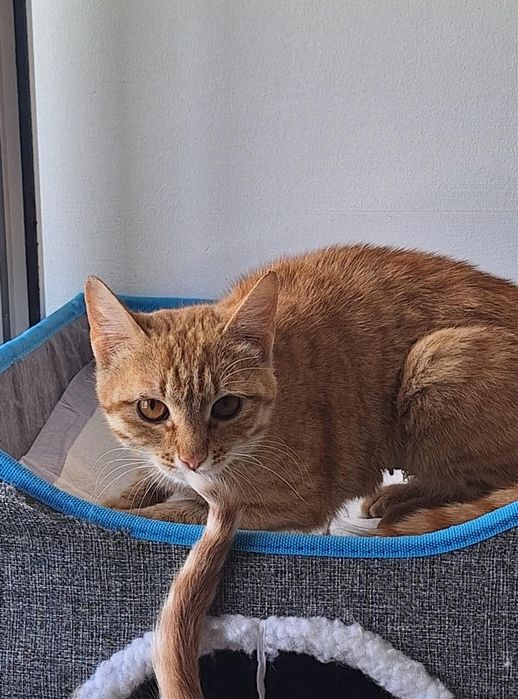 Кошка , в добрые руки .