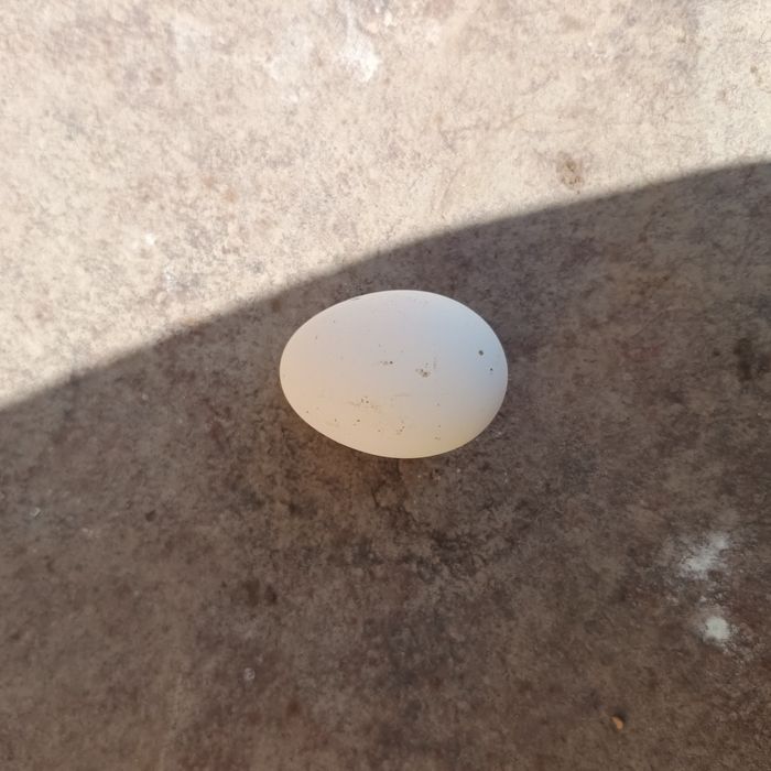 Vând oua de găină moțata olandeza