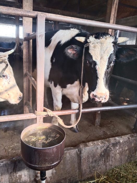 Все  доятся все стельные