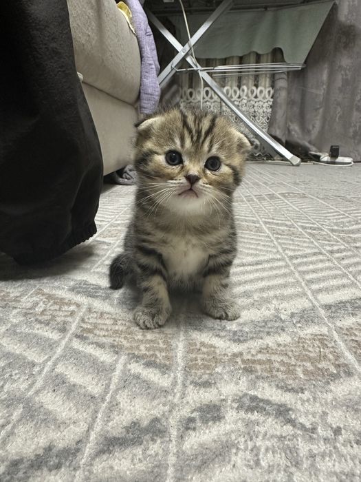 Вислоухие котята