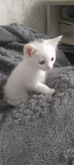 Отдам  скотиш  страйт белая девочка