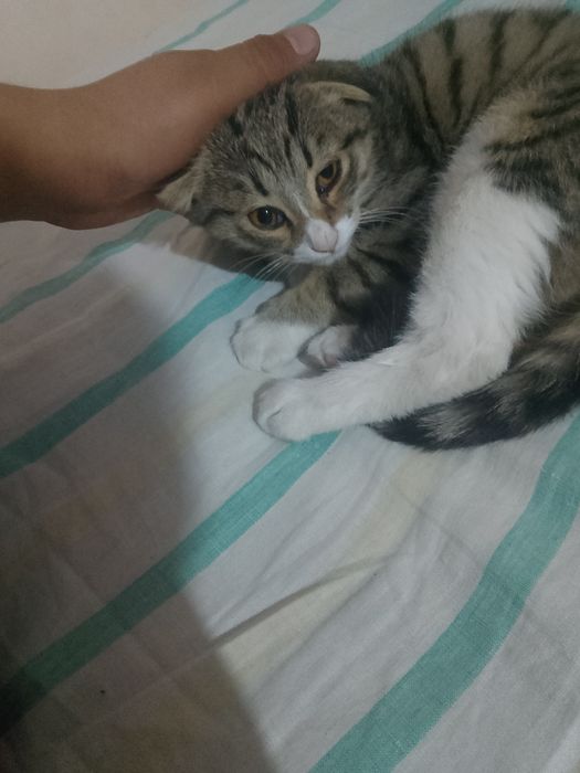 Scottish Fold mushukcha jinsi erkak  yoshi birga toʻlmagan
