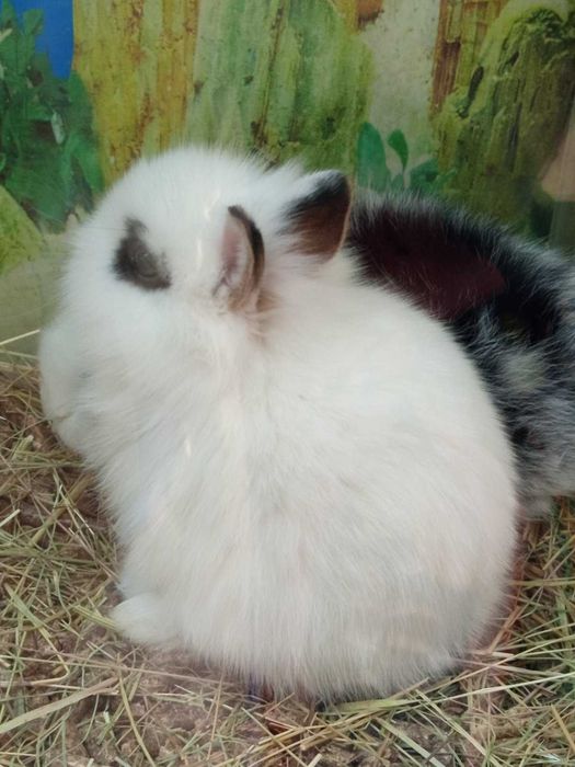 Декоративни зайчета клепоухи и правоухи