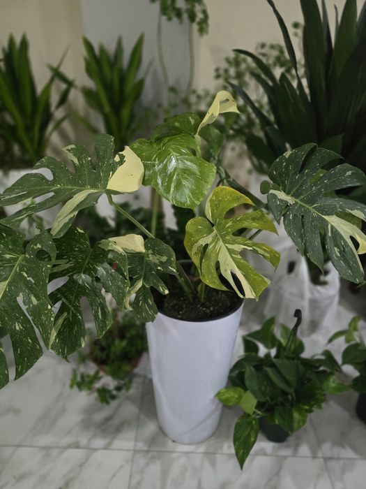 Продам комнатные цветы