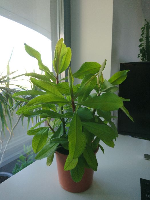 Planta verde Arbore de cauciuc