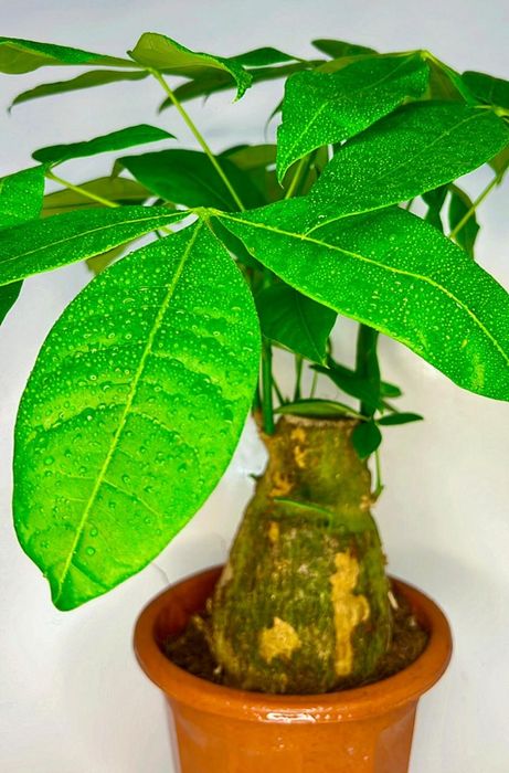 Шеффлера шикарная  70-80 см