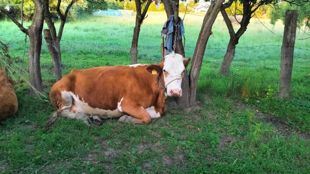 Vacă de vânzare Chiheru de Sus