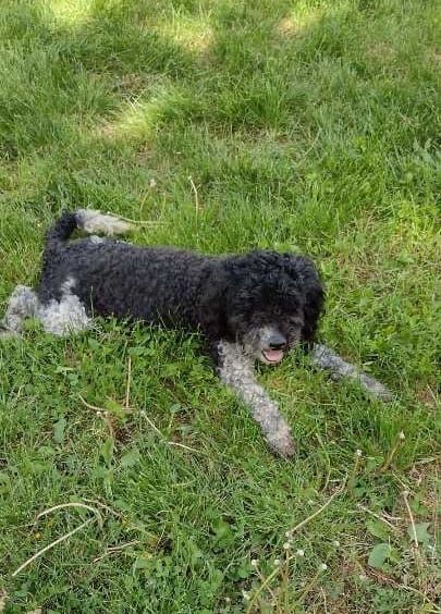 Caine Bichon malteze
