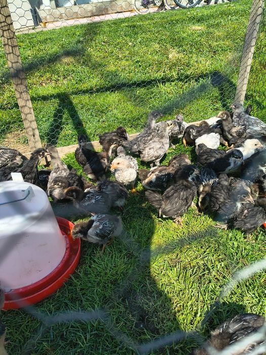 Pui Australorp albastru și negru, 5 săptămâni