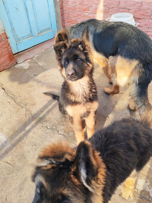 Чистокровные немецкие овчарки