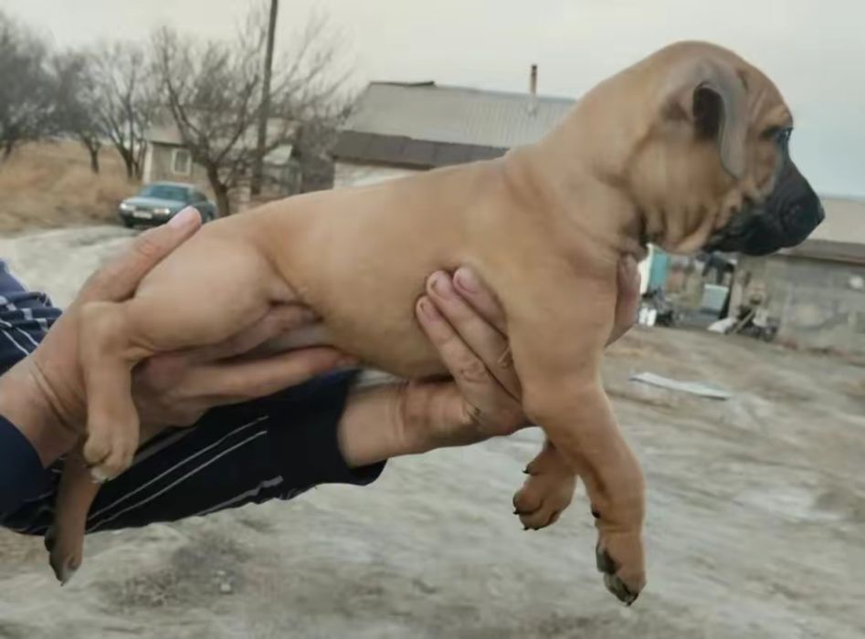 Питбуль 2.5 месяца